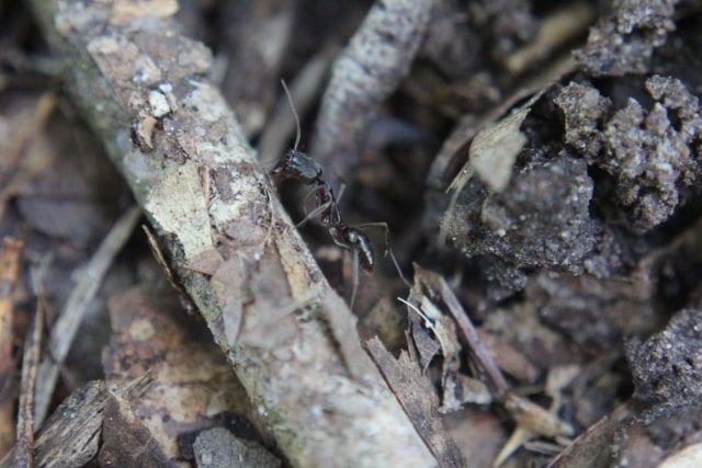黒アリはシロアリの仲間ではありません