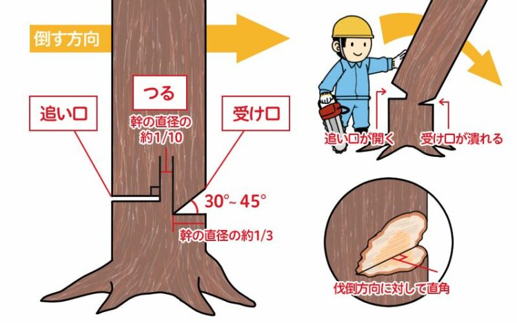枯れ木の伐採方法を解説。慎重におこないましょう