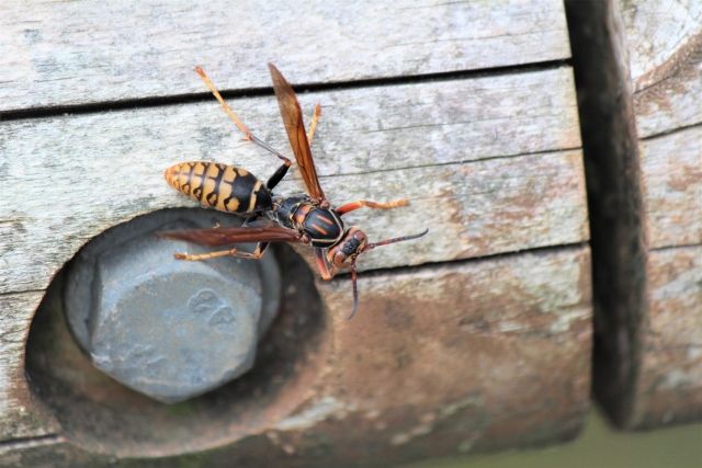 スズメバチは冬どうしているの? スズメバチの生態と巣の駆除方法