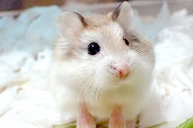 ロボロフスキーの寿命を伸ばせる環境や食事は？