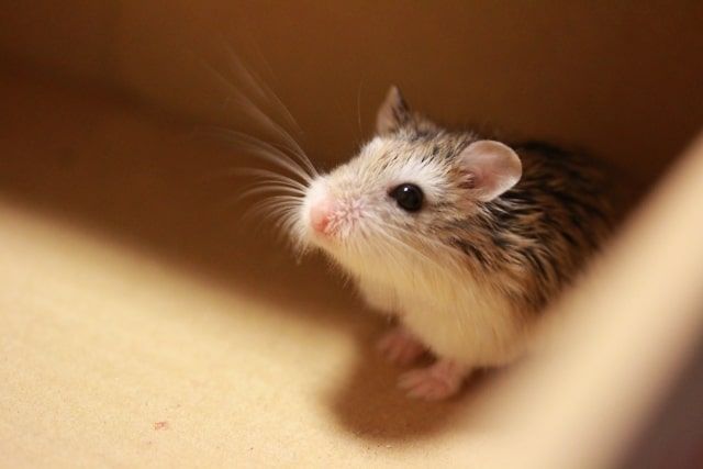 ロボロフスキーの寿命は2年ほど…