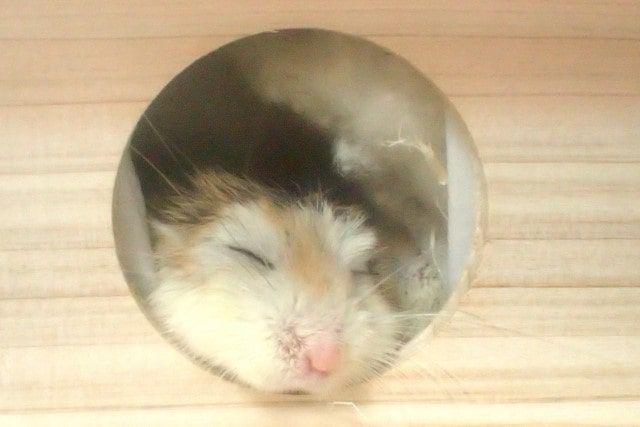 お別れの方法は？小さな身体でも火葬できるペット供養