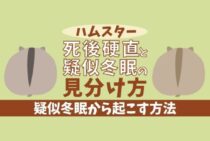 ハムスターの死後硬直ってどうなるの？疑似冬眠して生きているかも！