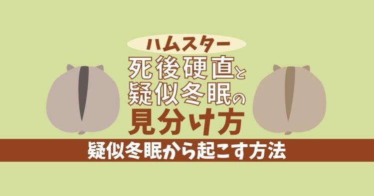 ハムスターの死後硬直ってどうなるの?疑似冬眠して生きているかも!