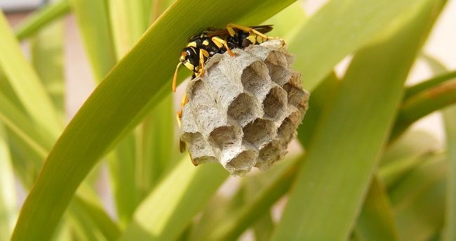 アシナガバチもスズメバチの仲間です