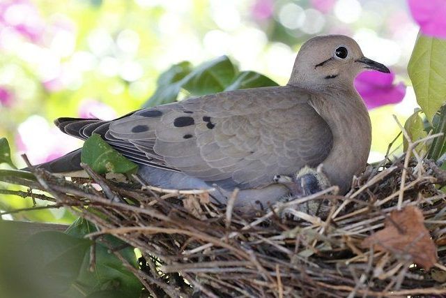 街で見かける鳩の種類とは