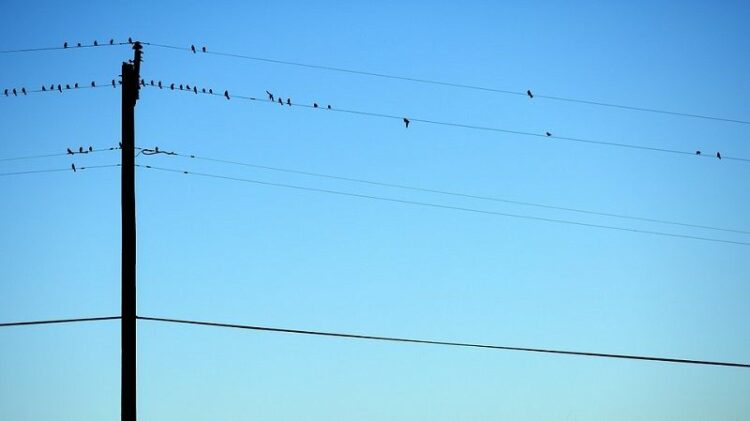 鳥よけグッズを効果的に使おう!本当に効果のあるグッズはこれだ!