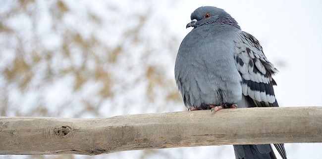 冬の鳩が丸っこい理由