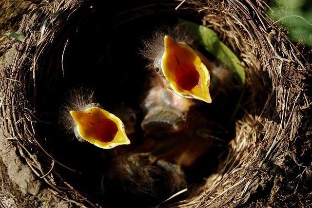 どんどん増える鳩の繁殖について