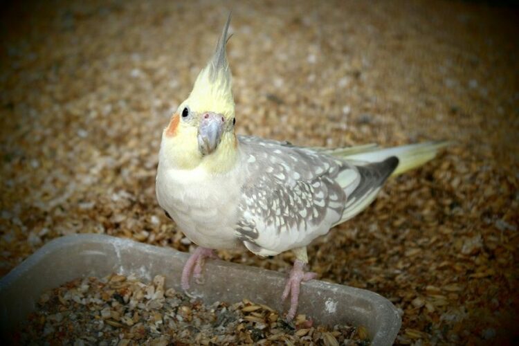 ペットのインコや小鳥の火葬でお骨を残したい…火葬式について