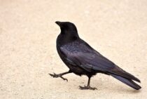 カラスの生態を知れば対処法が見えてくる！日本の2大カラスを比較