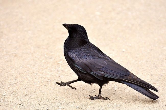 カラスの生態を知れば対処法が見えてくる!日本の2大カラスを比較