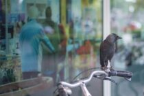 カラスを見かけたらすぐに実践！カラスの巣作りを防ぐ4つの戦略