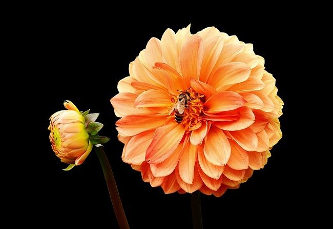 掛けられた巣の場所で判断！その蜂の巣は何バチの巣？