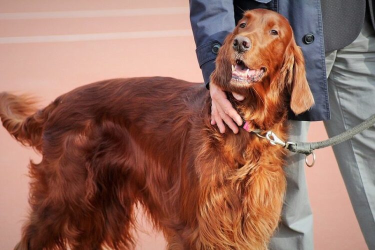 愛犬の死亡届は必ず提出すること。もし提出しなかったらどうなるの?