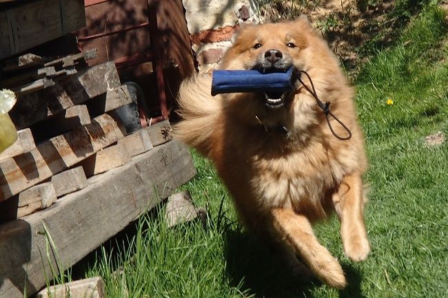 愛犬の死が辛いときの対処法１．愛犬の元気な姿を思い出す