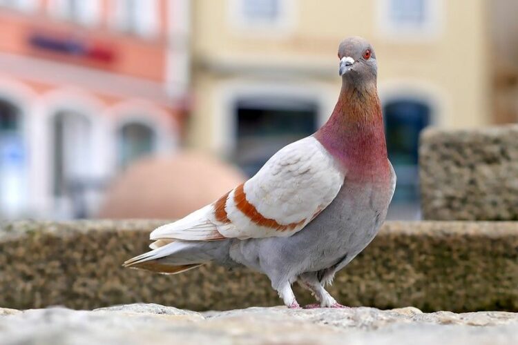 鳩の寿命は長い!鳩被害になる前に事例と対策方法を知ろう