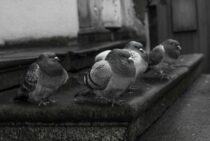 鳩退治はどうやればいい？鳩を寄せつけないようにしましょう！