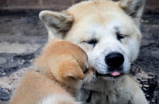 愛犬の死が辛いとき、悲しみを乗り越えるための4つの方法