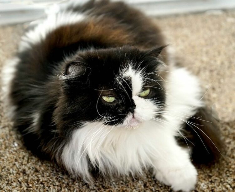 あなたは信じる?【猫の生まれ変わり】信じて供養するということ