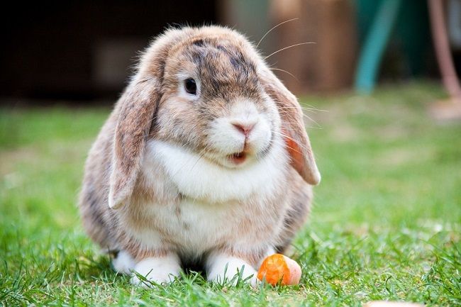 ペットのうさぎの平均寿命は