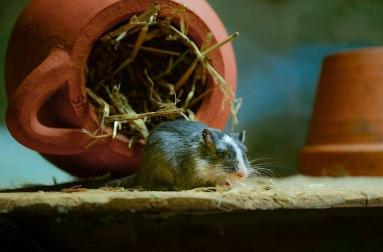 【窮鼠剤と冬のネズミ】ネズミは冬眠しているだけ? 駆除の落とし穴