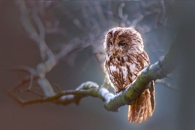 カラスの天敵となる動物4選