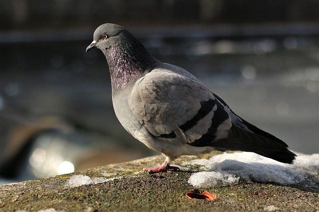 「鳩がベランダにいるよ!」あの日から深刻な鳩被害に悩まされるまで