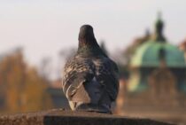ドバトの鳴き声とその特徴。どこかで聞いたあの鳴き声の正体とは？