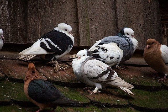 鳩の増え続けることで起きる被害とは