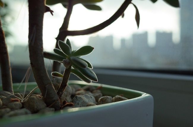 観葉植物がゴキブリを呼んでいる可能性