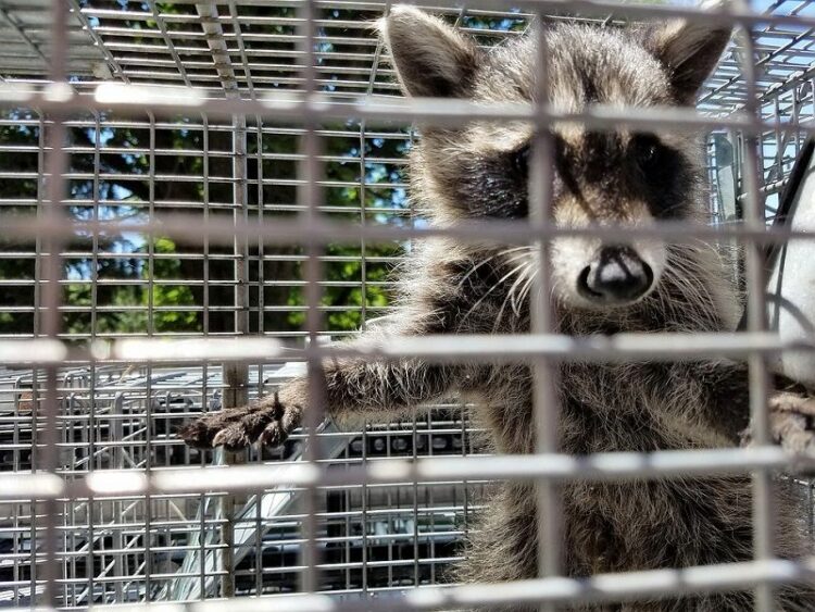 害獣駆除には資格が必要!許可なく害獣を駆除してはいけない理由とは