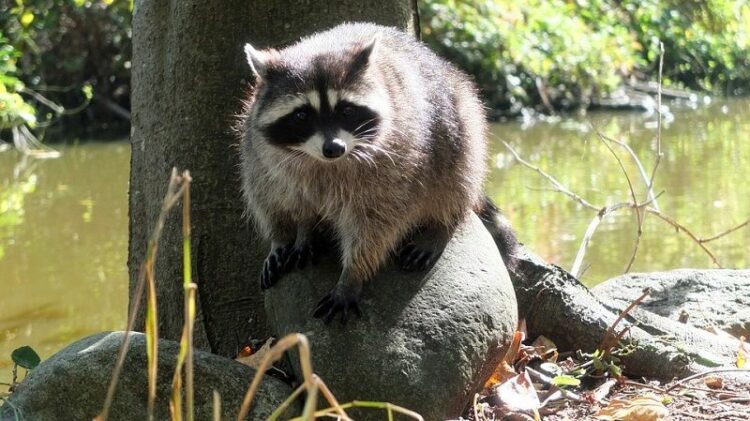 アライグマに天敵はいない!?日本を守るために人間が立ち上がれ!