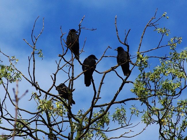 天敵を見つけたカラスの鳴き声