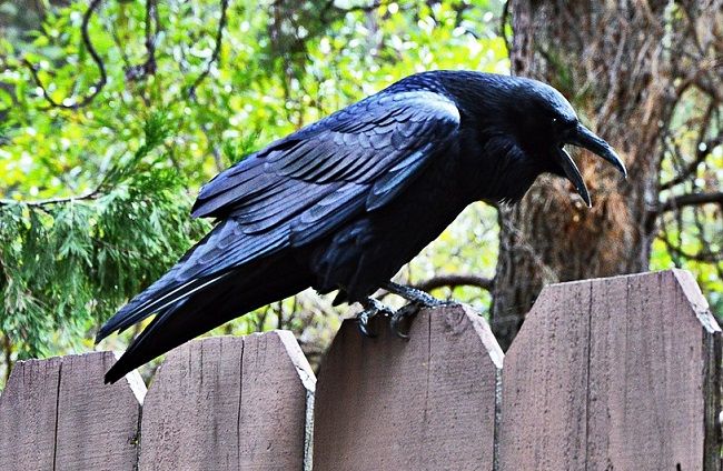 カラスの鳴き声の種類