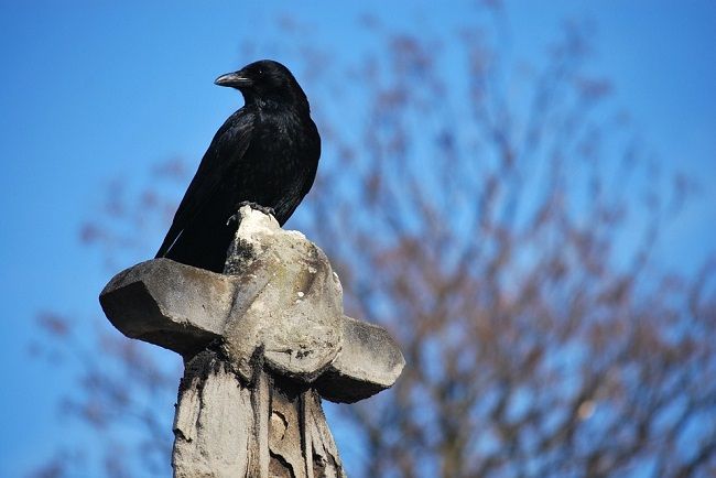 時間帯によって鳴く理由は異なる