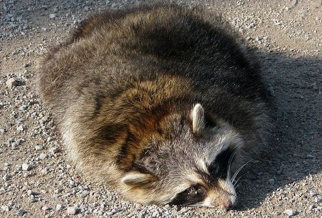 けっこう凶暴なアライグマの天敵となる動物とは
