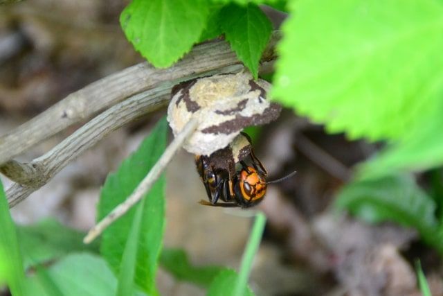越冬するスズメバチは新女王蜂だけって本当？