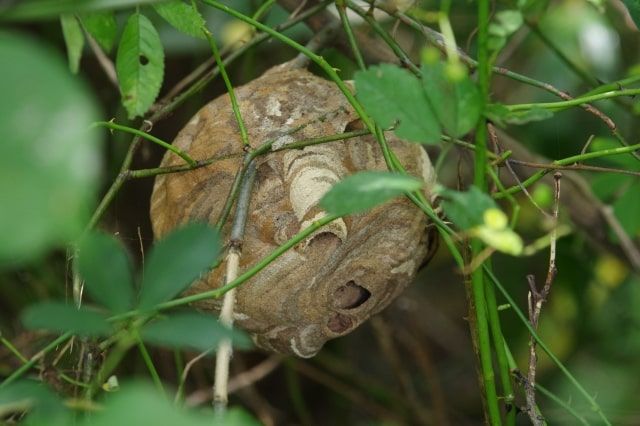 スズメバチが巣を作る場所とは
