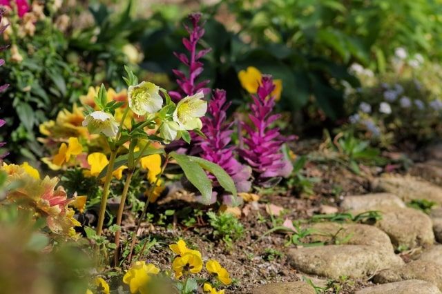ペットの散骨を自宅の庭で行う方は多い