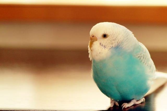 インコの火葬後の供養方法