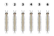 【ムカデの種類】プチ図鑑～身近にいるムカデが潜む場所～