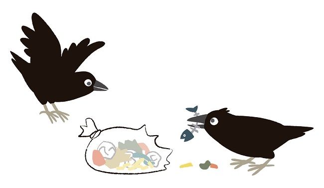 賢いカラスの被害を防ぐには特徴を利用しましょう