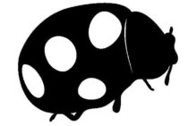 黒いてんとう虫は害虫かもしれません！てんとう虫の種類と駆除まとめ