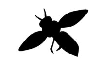 羽虫対策法をご紹介！放っておくと羽虫が家を食い荒らすことも！？