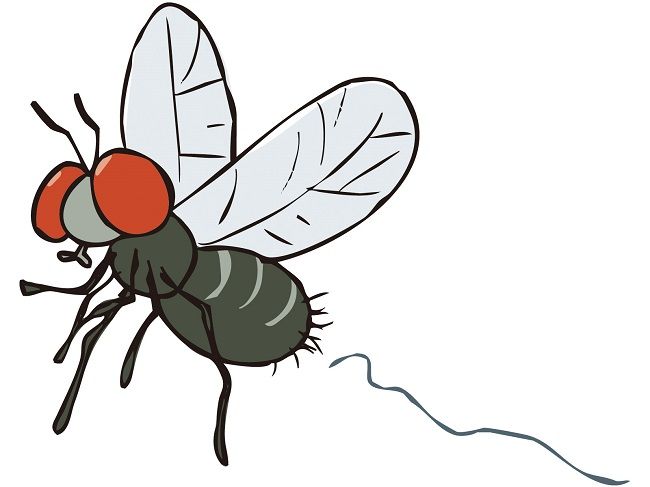 『サシバエ』とはどんなハエか?