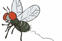 ハエの寿命はどのくらいなの？ハエの寿命や繁殖力を徹底解説します！