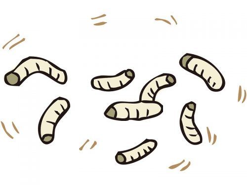 ハエの幼虫！ウジの生態