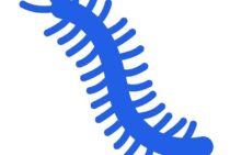 青いムカデは息をのむ姿？知りたい！種類・生息地・危険性について