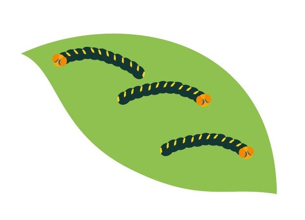 毛虫が大量発生するのは原因があった！対処の仕方と予防法をご紹介！